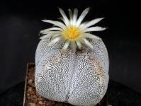 Thumbnail of 1769_Astrophytum myriostigma Onzuka V-Form_20150523_01(1).JPG
